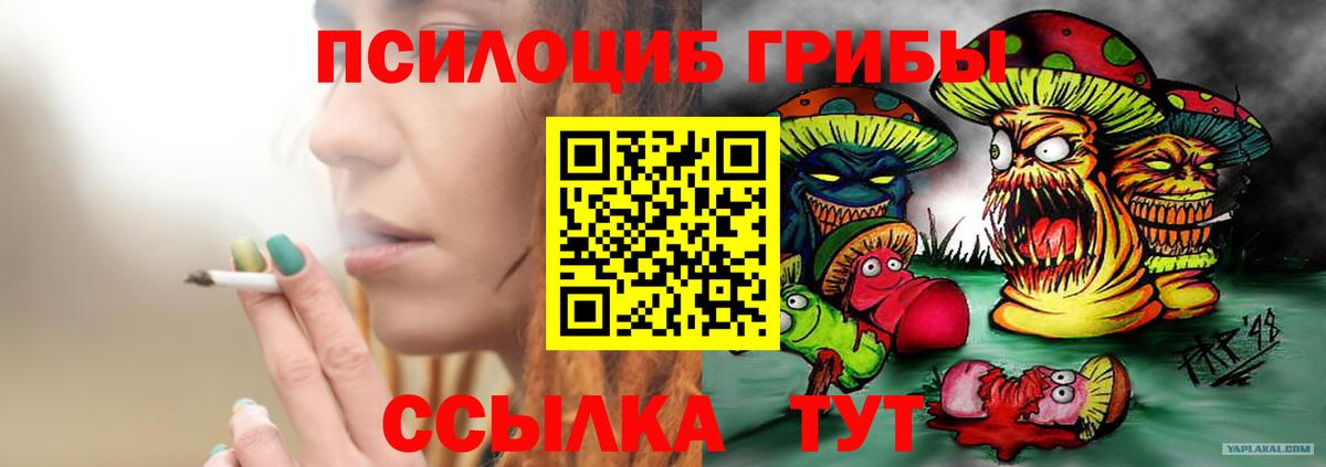 Псилоцибиновые грибы Psilocybe Кудрово